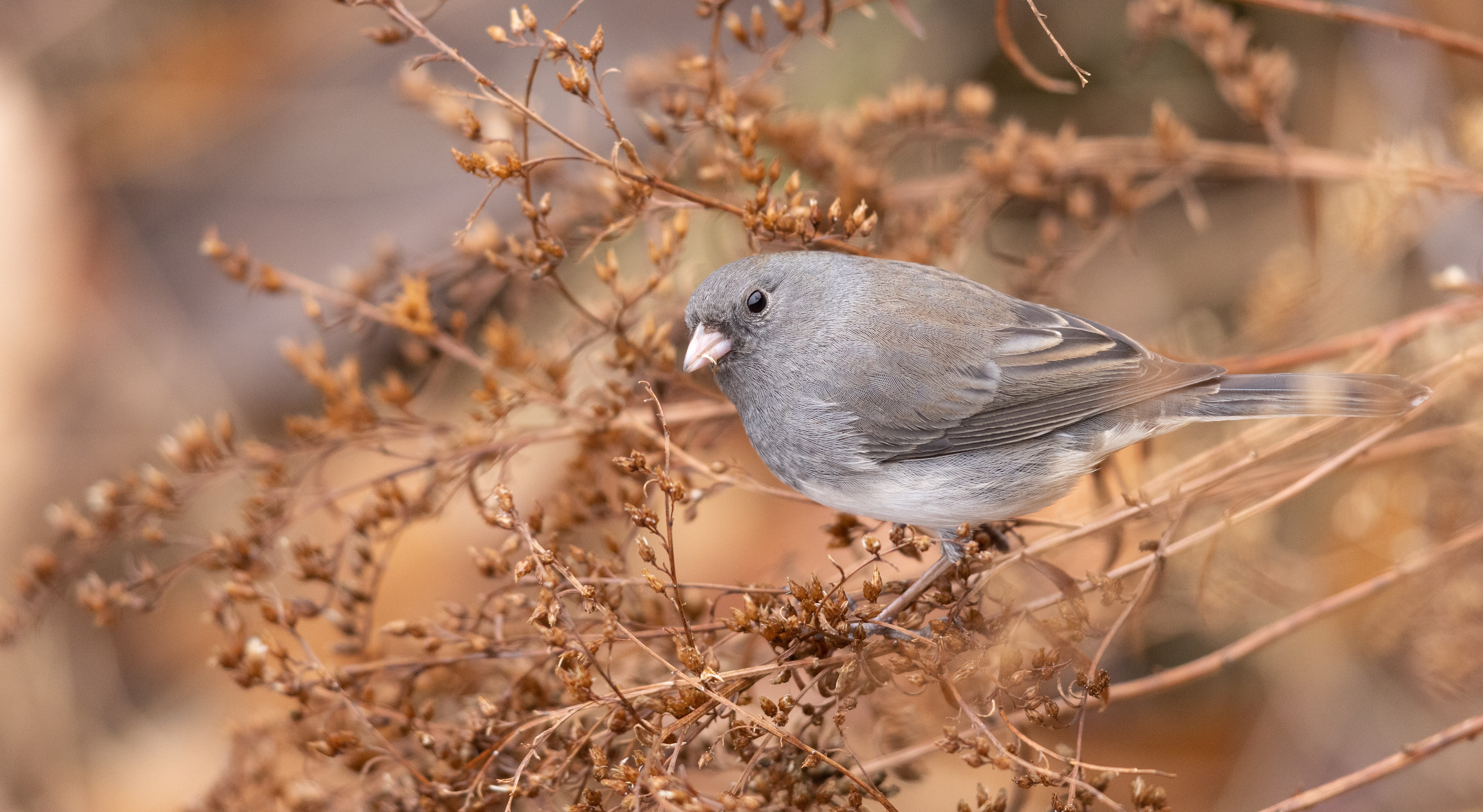 Dark eyed junco eating seeds on a bush